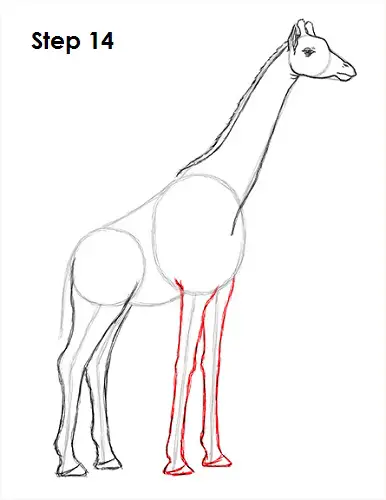 Giraffe Drawing 14 Draw Giraffe 14