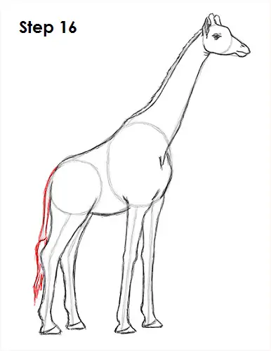 Giraffe Drawing 16 Draw Giraffe 16