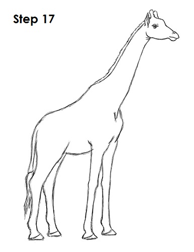 Giraffe Drawing 17 Draw Giraffe 17