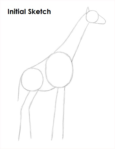 Giraffe Drawing Sketch Draw Giraffe Sketch