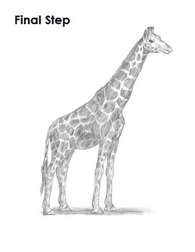 Giraffe Drawing Final Draw Giraffe Final