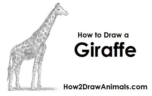 Giraffe Drawing Draw Giraffe