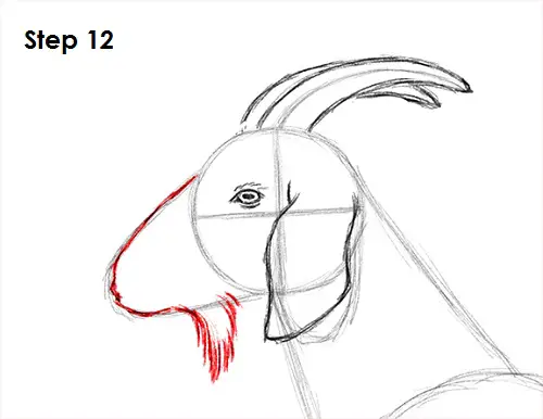 Goat Drawing 12 Draw Goat 12