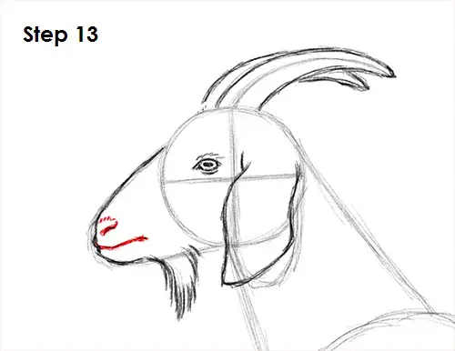 Goat Drawing 13 Draw Goat 13