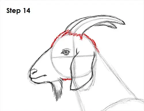 Goat Drawing 14 Draw Goat 14