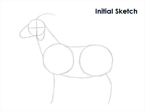 Goat Drawing Sketch Draw Goat Sketch
