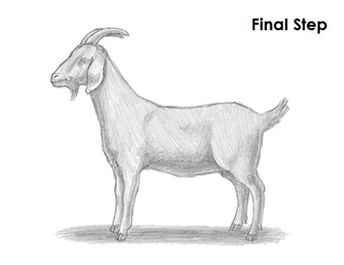 draw goat final