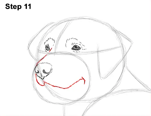 how to draw a dog golden retriever