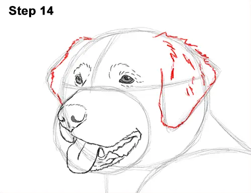 draw golden retriever puppy how to draw a golden retriever draw golden retriever puppy how to draw a golden retriever