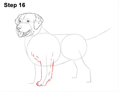 draw golden retriever puppy how to draw a golden retriever draw golden retriever puppy how to draw a golden retriever