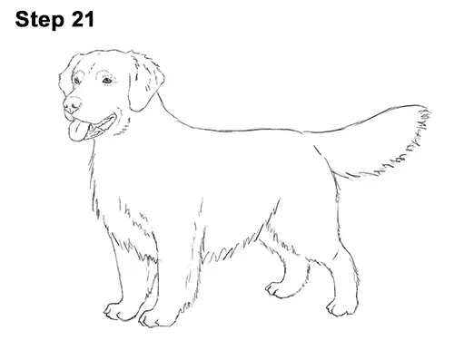 how to draw a golden retriever how to draw a golden retriever sitting www pixshark images galleries with a bite how to draw a golden retriever how to draw a golden retriever sitting www pixshark images galleries with a bite