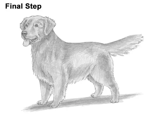 Line Drawing Golden Retriever : How to draw a dog golden retriever
