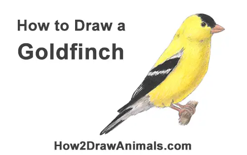 how to draw a goldfinch