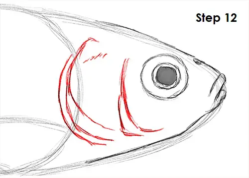 Goldfish 12 Draw Goldfish 12
