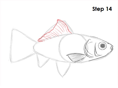 Goldfish 14 Draw Goldfish 14