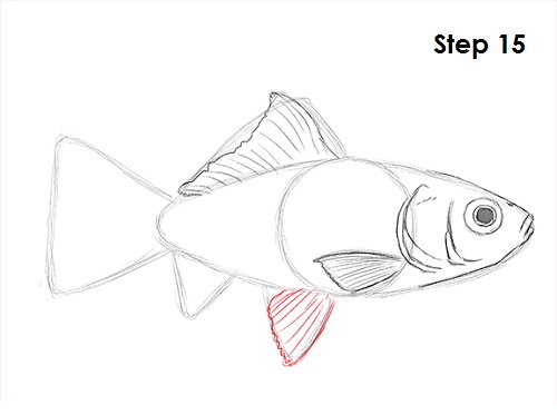 Goldfish 15 Draw Goldfish 15