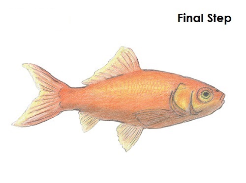 draw goldfish last