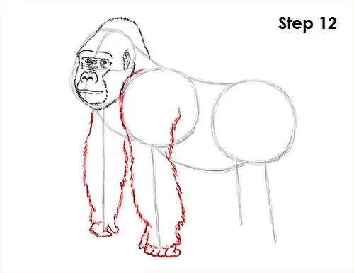 Gorilla Drawing 12 Draw Gorilla 12