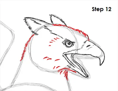Griffin Drawing 12 Draw Griffin 12