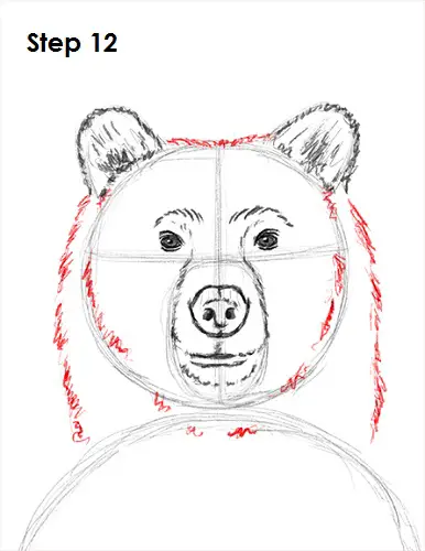 Grizzly Bear Drawing 12 Draw Grizzly Bear 12