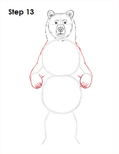 Grizzly Bear Drawing 13 Draw Grizzly Bear 13