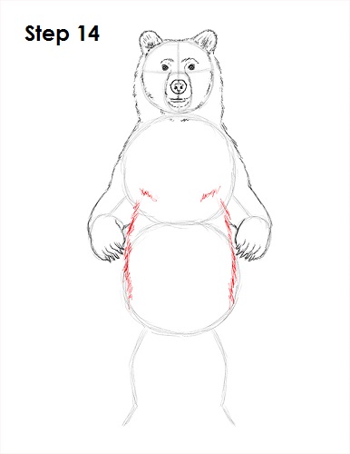 Grizzly Bear Drawing 14 Draw Grizzly Bear 14
