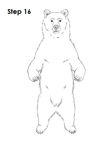 Grizzly Bear Drawing 16 Draw Grizzly Bear 16