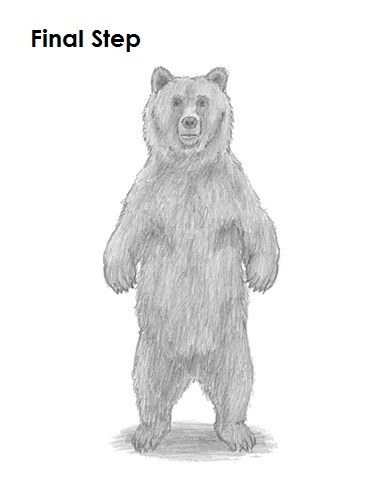 Grizzly Bear Drawing Last Draw Grizzly Bear Last