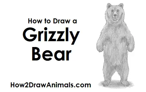 Grizzly Bear Drawing Draw Grizzly Bear