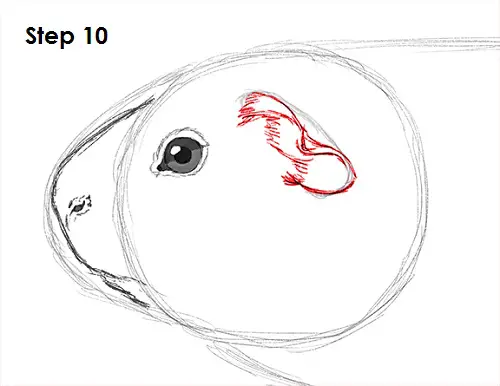 Guinea Pig 10 Draw Guinea Pig 10