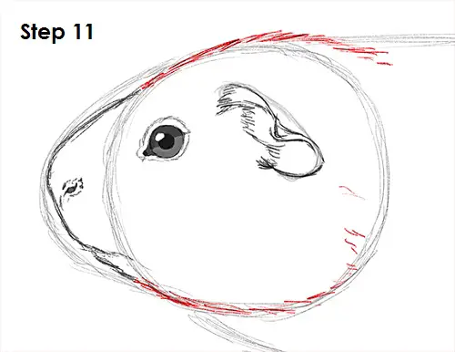 Guinea Pig 11 Draw Guinea Pig 11