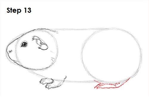 Guinea Pig 13 Draw Guinea Pig 13