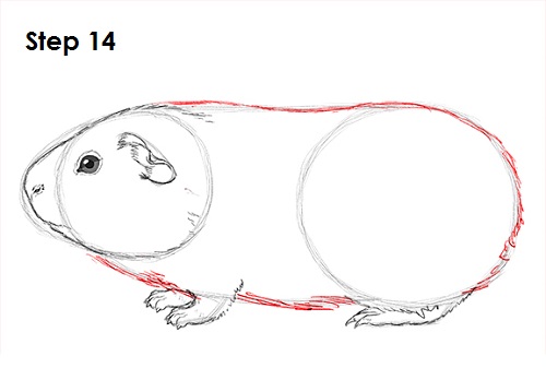 Guinea Pig 14 Draw Guinea Pig 14