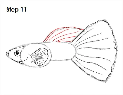 Guppy Fish Drawing 11 Draw Guppy Fish 11