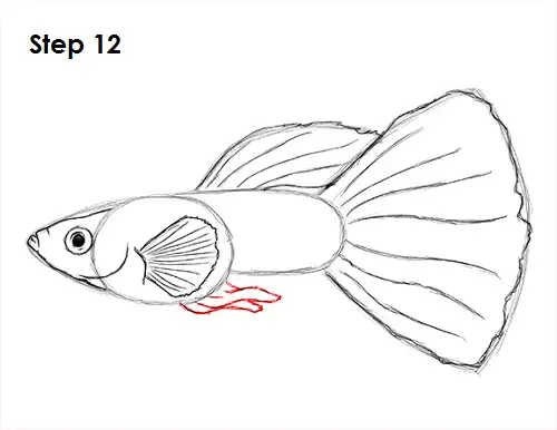 Guppy Fish Drawing 12 Draw Guppy Fish 12