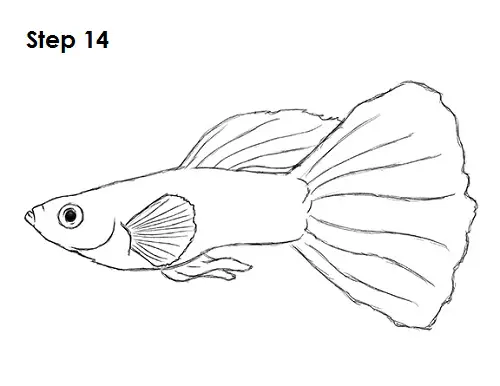 Guppy Fish Drawing 14 Draw Guppy Fish 14