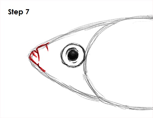 Guppy Fish Drawing 7 Draw Guppy Fish 7