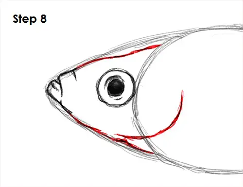Guppy Fish Drawing 8 Draw Guppy Fish 8