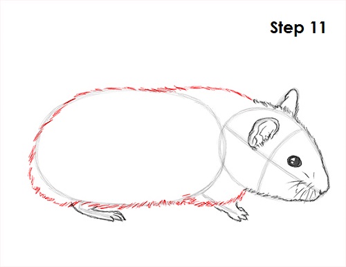 Hamster Drawing 11 Draw Hamster 11