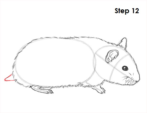 Hamster Drawing 12 Draw Hamster 12
