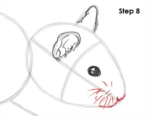 Hamster Drawing 8 Draw Hamster 8