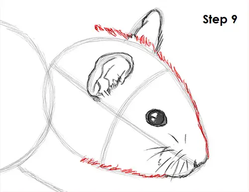 Hamster Drawing 9 Draw Hamster 9