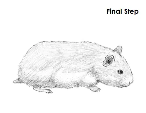Hamster Drawing Final Draw Hamster Final