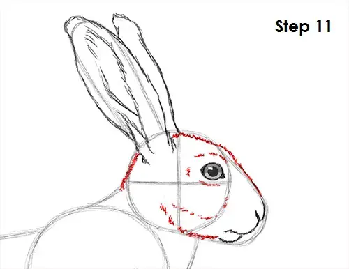 Hare Jackrabbit Drawing 11 Draw Hare Jackrabbit 11
