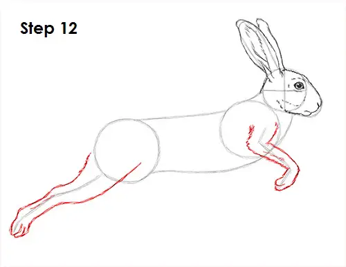 Hare Jackrabbit Drawing 12 Draw Hare Jackrabbit 12