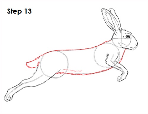 Hare Jackrabbit Drawing 13 Draw Hare Jackrabbit 13