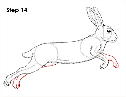 Hare Jackrabbit Drawing 14 Draw Hare Jackrabbit 14
