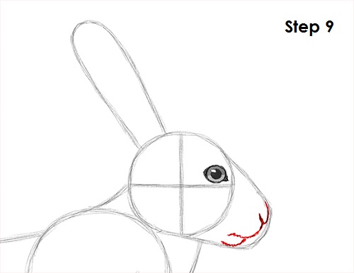 Hare Jackrabbit Drawing 9 Draw Hare Jackrabbit 9