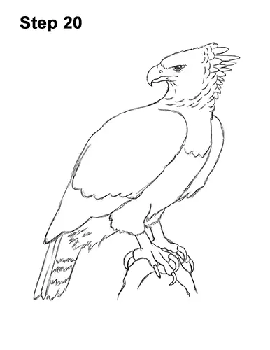 How to Draw a Harpy Eagle VIDEO & Step-by-Step Pictures