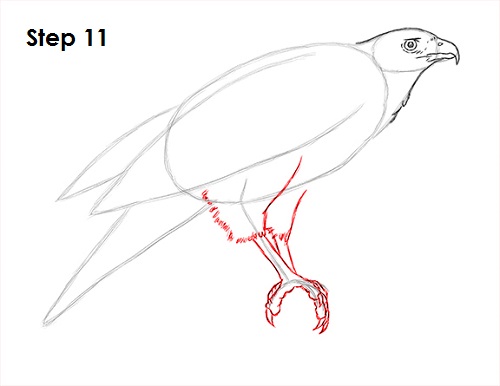 Harris Hawk Drawing 11 Draw Harris Hawk 11